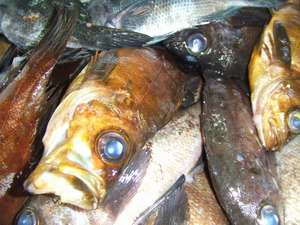 浜栄丸で採れたメバル