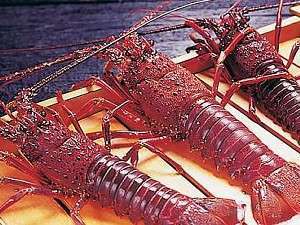 伊勢海老は自家漁船「浜栄丸」で水揚げ