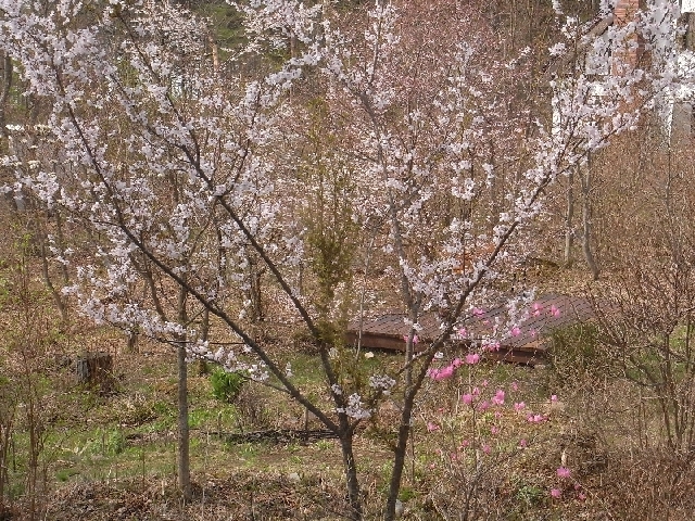 春の裏庭の風景