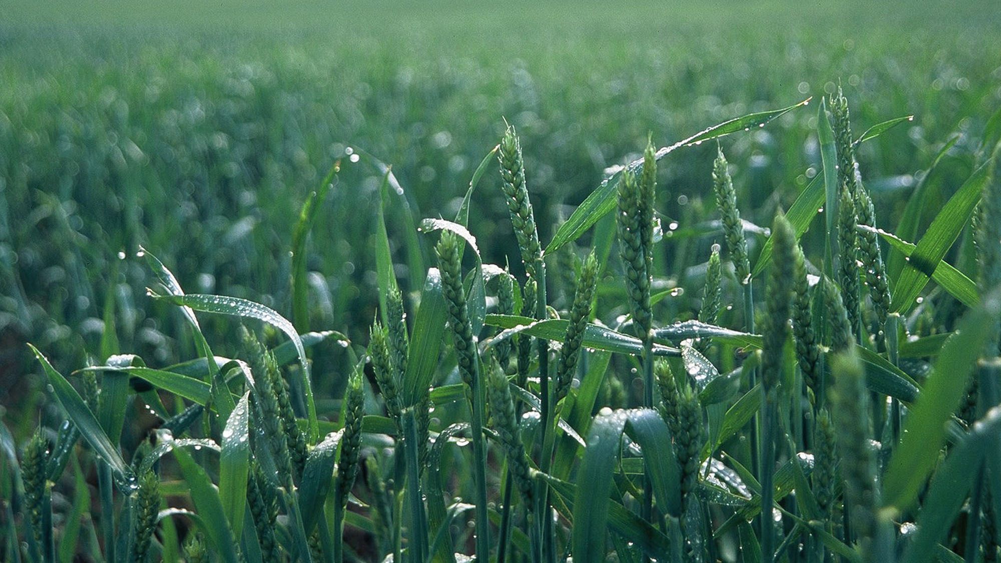 【夏の緑】