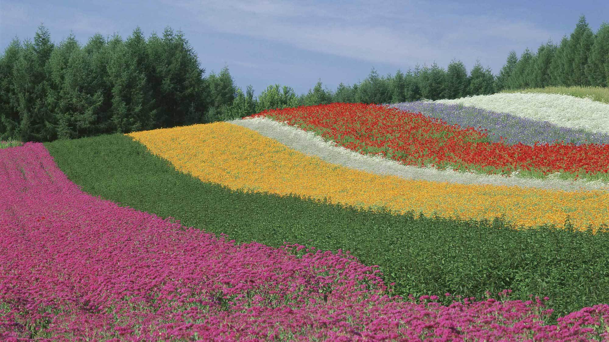 【花の虹ファーム富田《彩りの畑》】