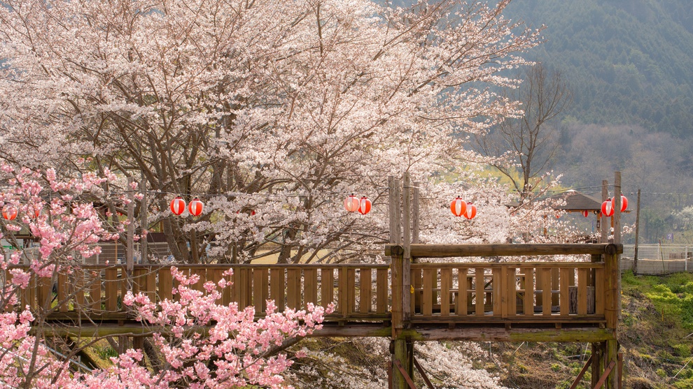 *敷地地内です♪桜のお花見にオススメの場所です。