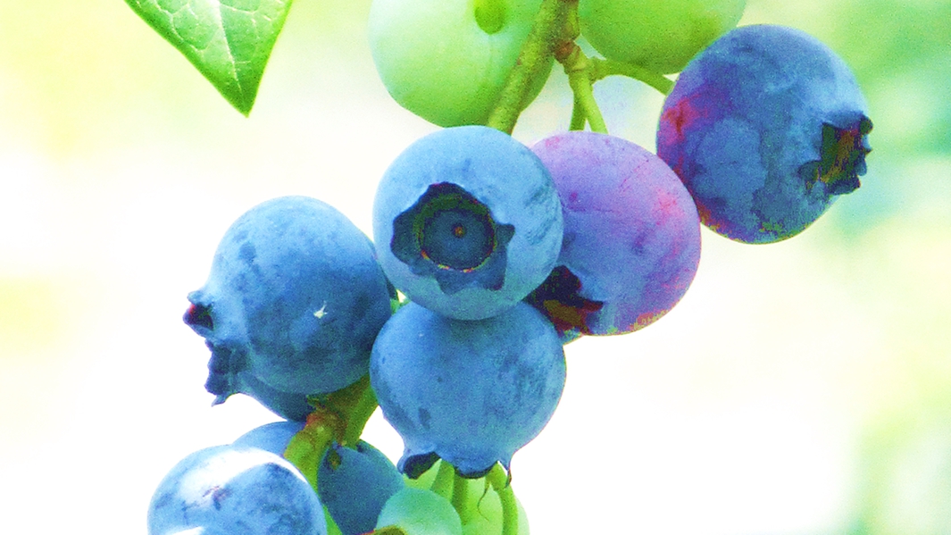 *【ブルーベリー収穫体験】豊富な種類の食べ比べをお楽しみいただけます。