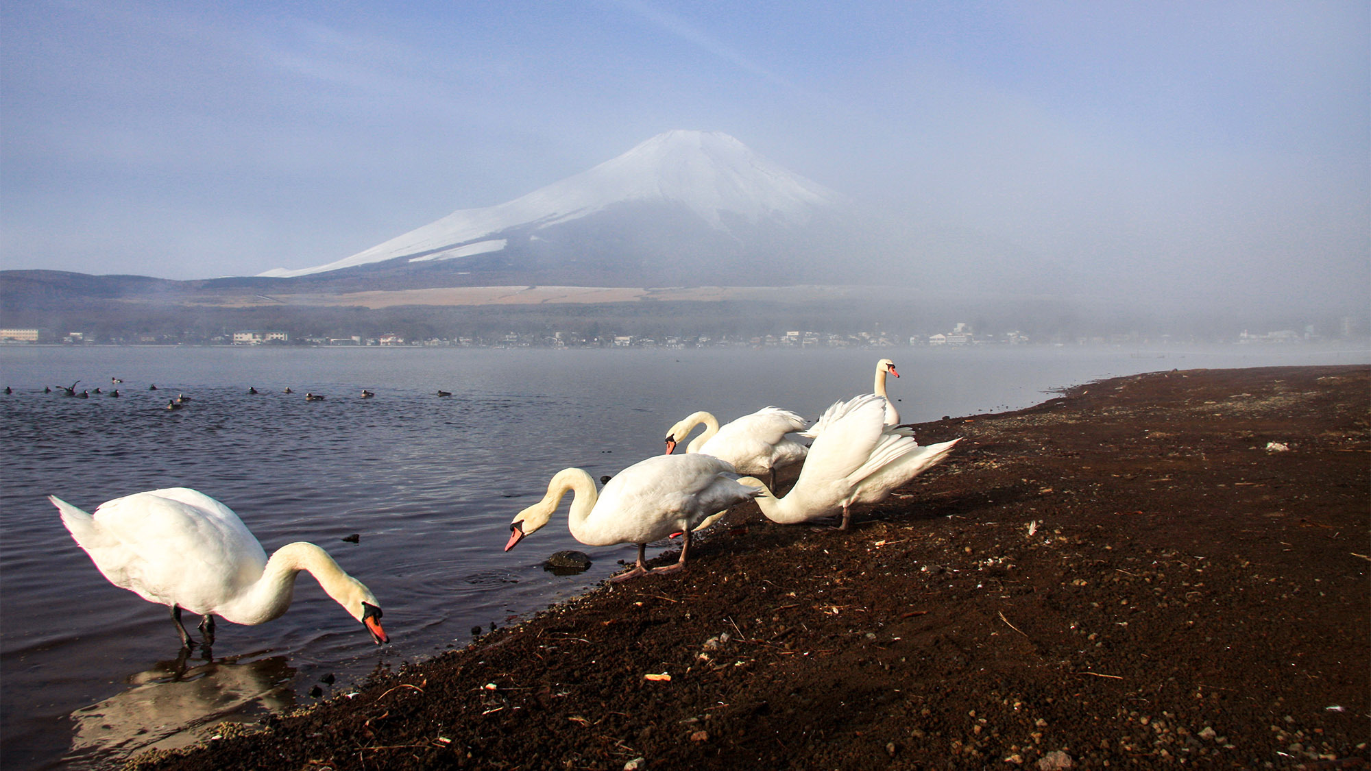 ・富士山をバックに白鳥の撮影！