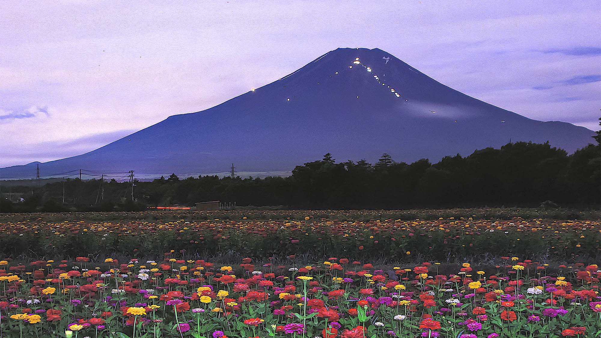 ・山中湖花の都公園：季節の花と富士山の風景が楽しめます