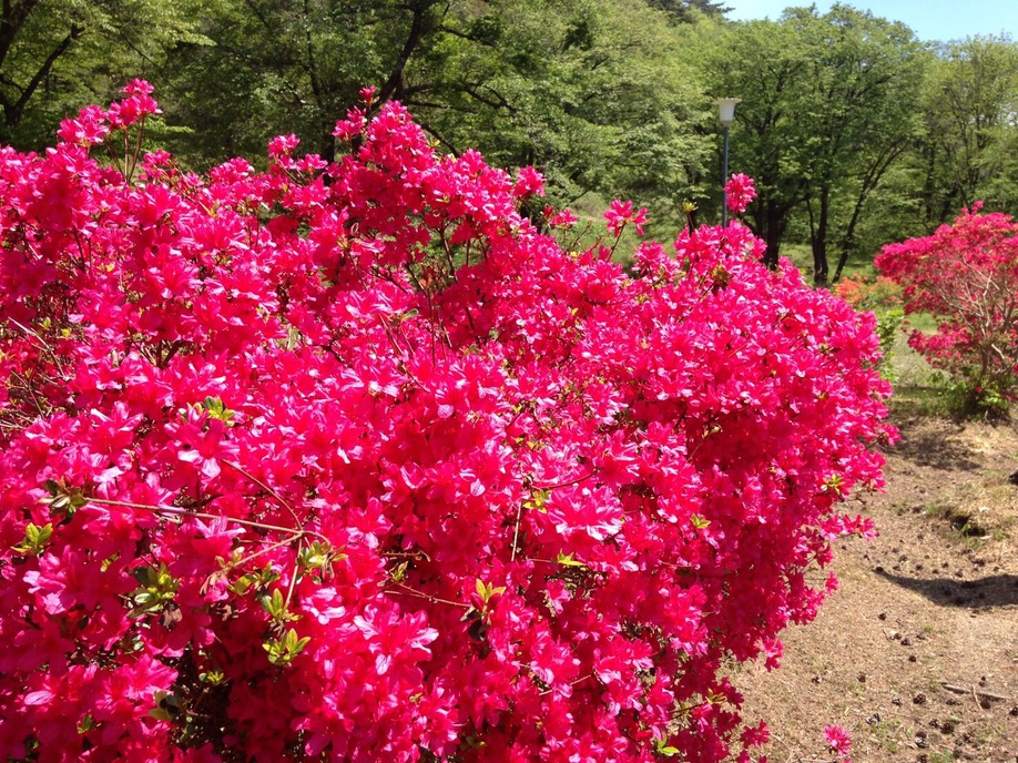 生保内公園つつじ祭り