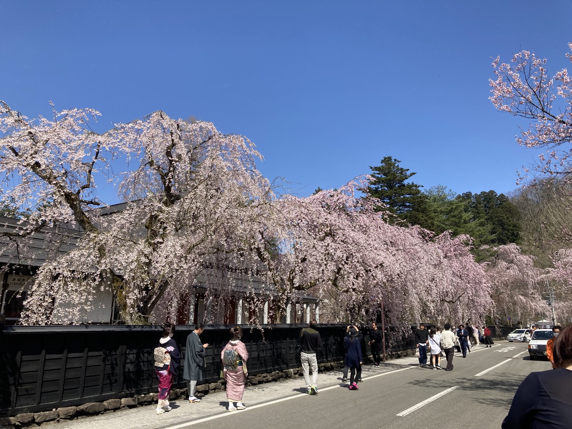 角館の桜