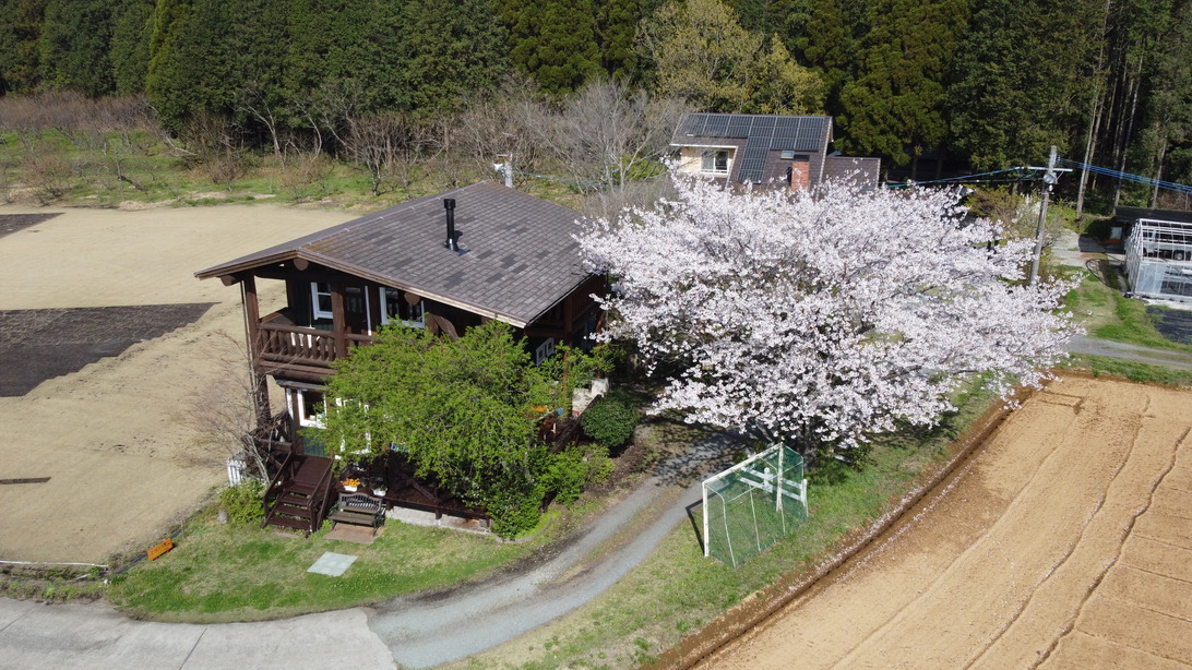 空撮の桜