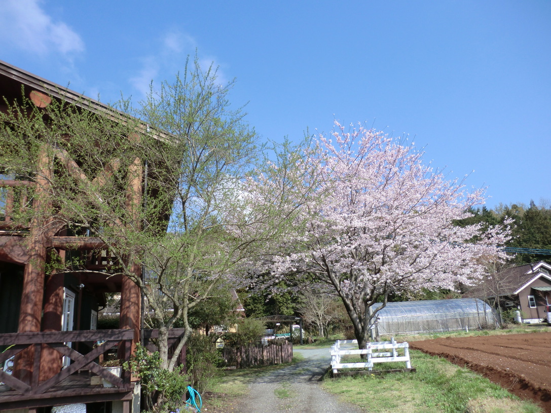 外観桜の頃