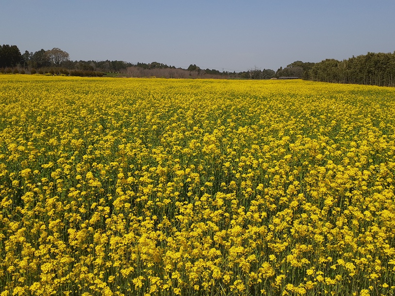 熊本空港周辺の菜の花畑