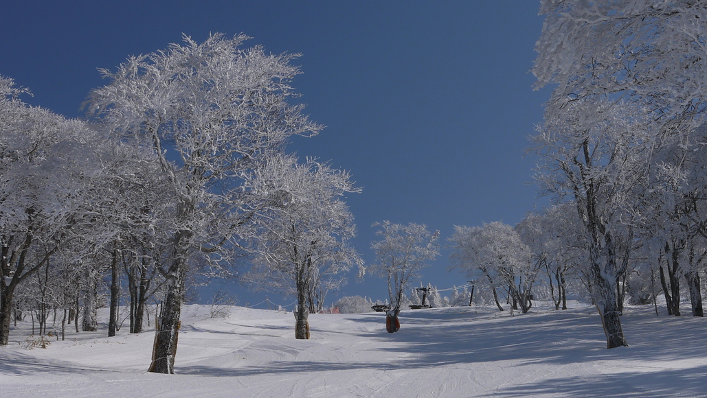 【箕輪スキー場】最盛期には樹氷の間を滑走♪オープン期間も長く雪質は良いほうです
