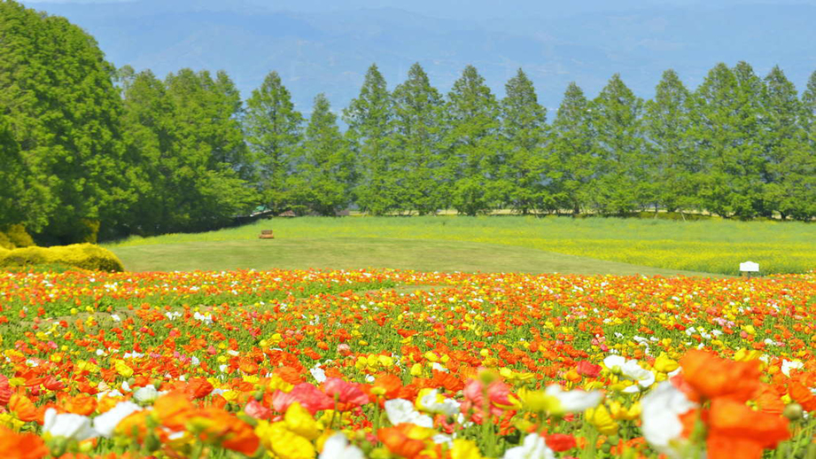生駒高原ポピー例年4月中旬〜5月中旬頃。