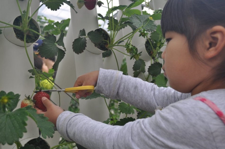 春りんどう湖でもいちご狩りが