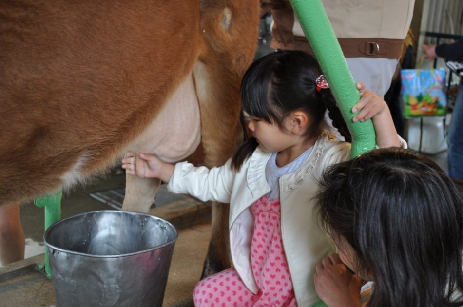 りんどう湖乳搾り体験