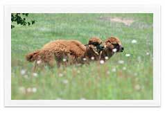 那須どうぶつ王国500頭以上の愉快な仲間たちが暮らしています。