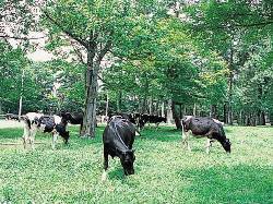 千本松牧場自然とのふれあいを存分に満喫してください♪