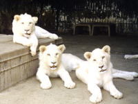 野生の王国那須サファリパーク迫力ある動物たちの姿をご覧ください。