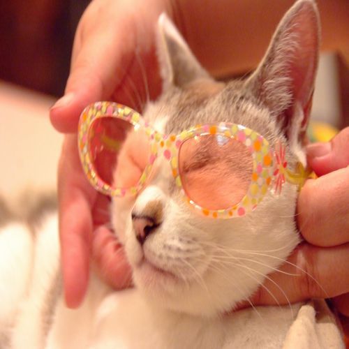 看板猫のほたる