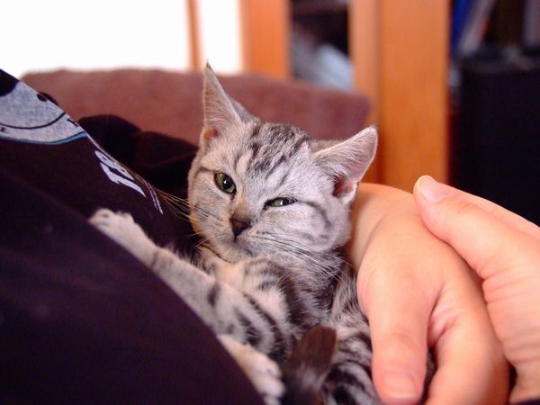 眠いけど遊びたいにゃあ！