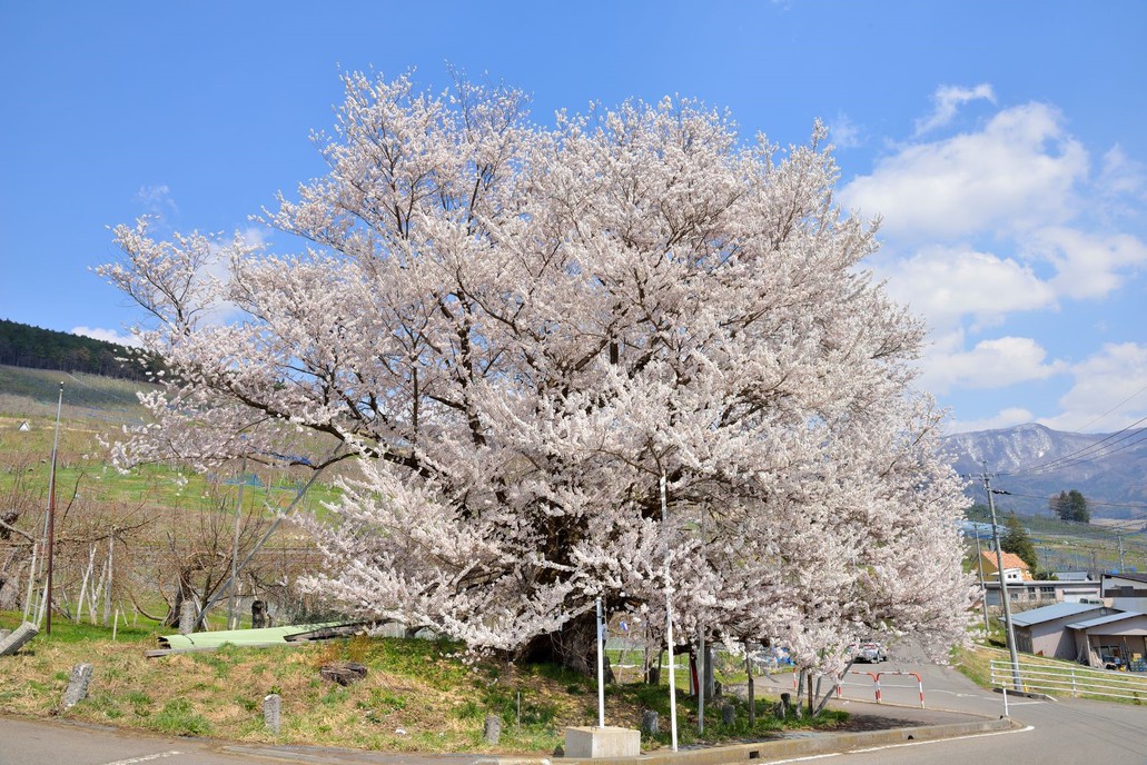 宇木の千歳桜