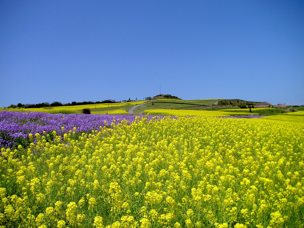 【あわじ花さじき】広大な花畑には随所に四季折々の花をお楽しみいただけます。