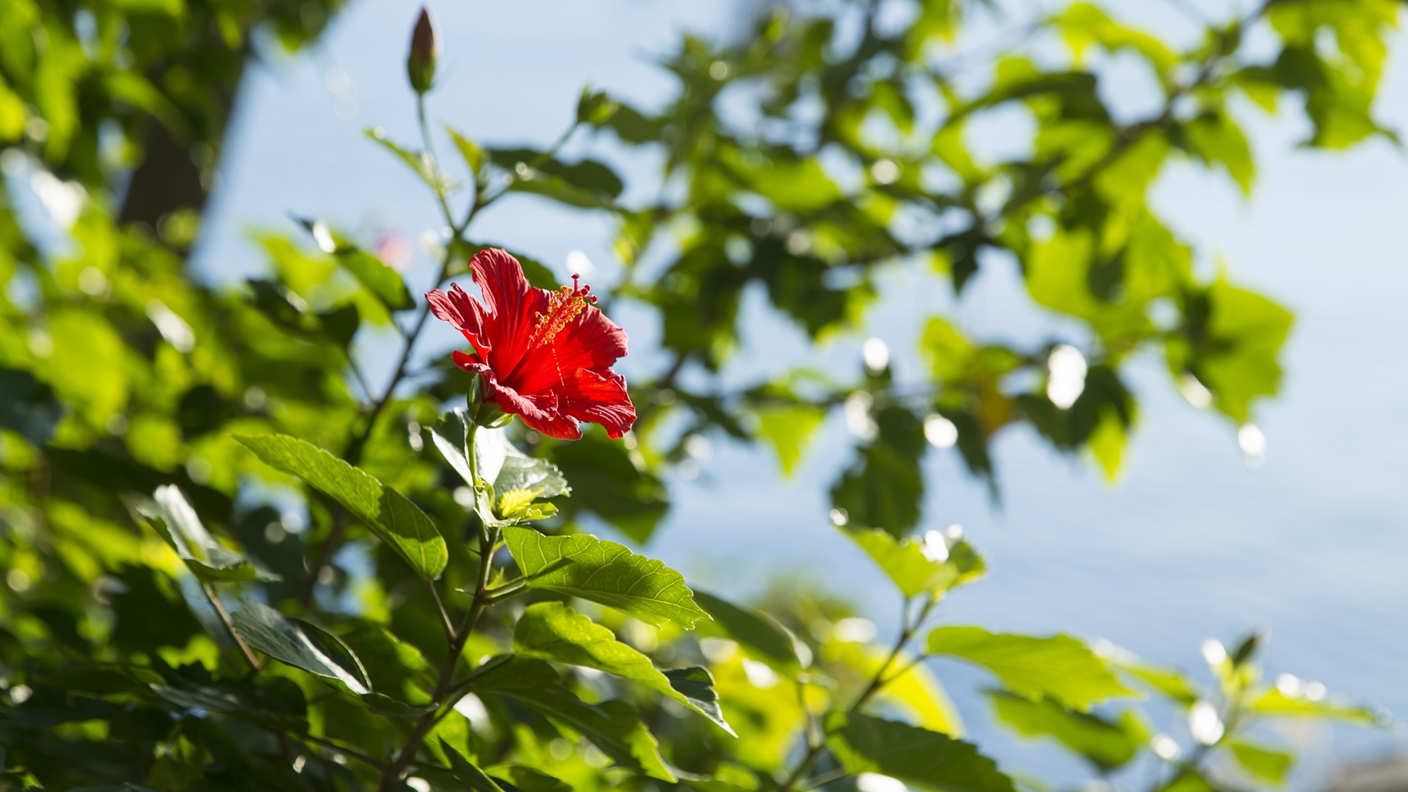 当館敷地内にはたくさんの花木を植えております。南国・鹿児島ならではのハイビスカスも見れます。