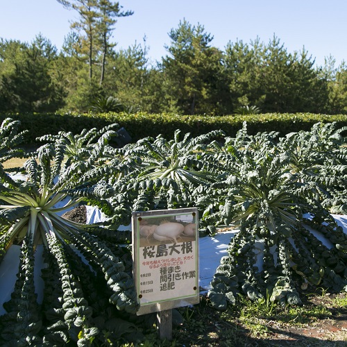 ていご（桜島大根）