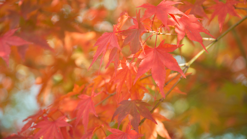 *紅葉/見頃は11月上旬頃。美しい紅葉にうっとり。