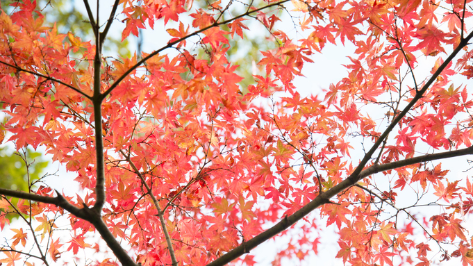 *紅葉/見頃は11月上旬頃。美しい紅葉にうっとり。