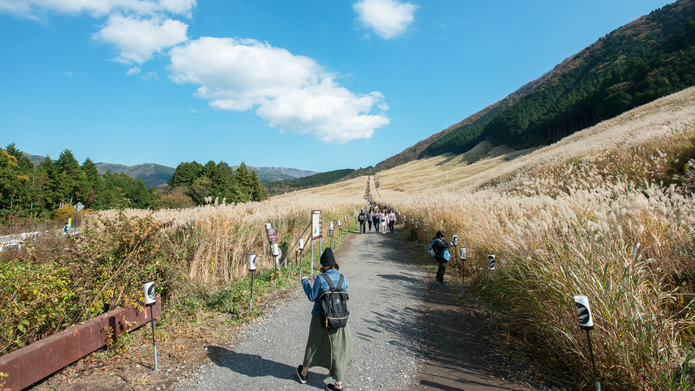 *仙石原/遊歩道が整備されているので、草原の中を歩いて見物することが可能です。