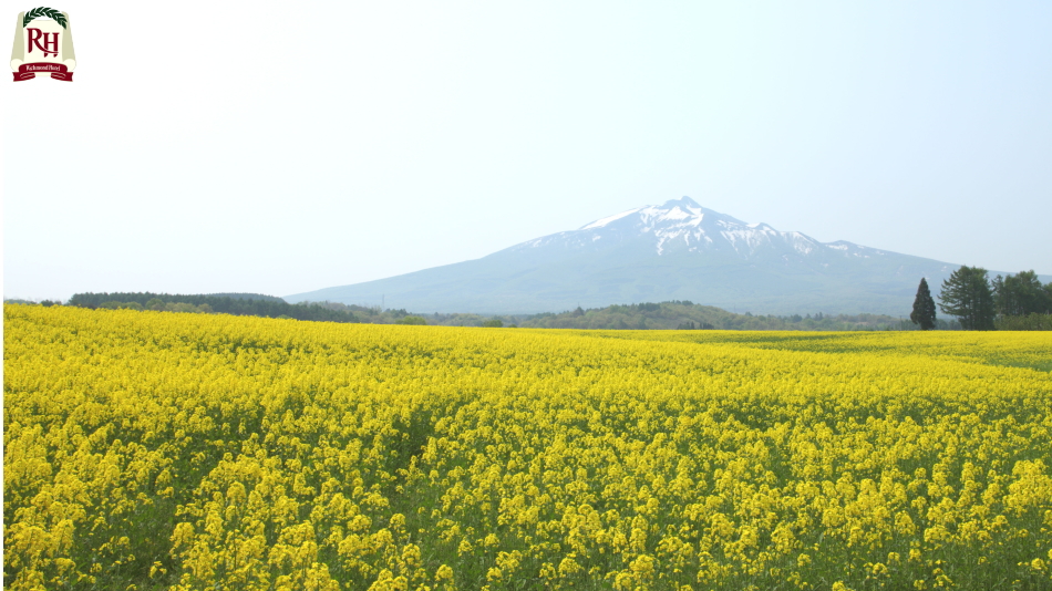 【岩木山麓菜の花畑】 鯵ヶ沢町