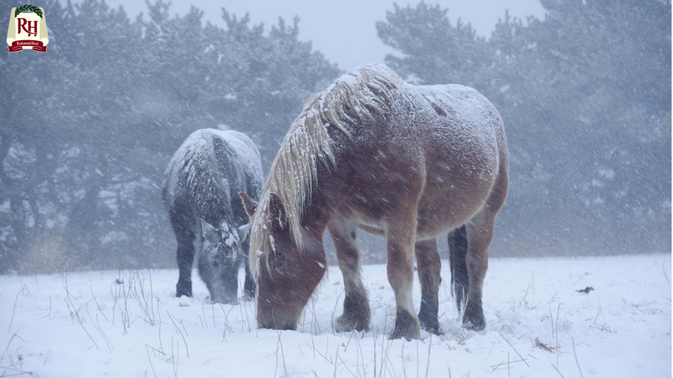 【寒立馬】 東通村