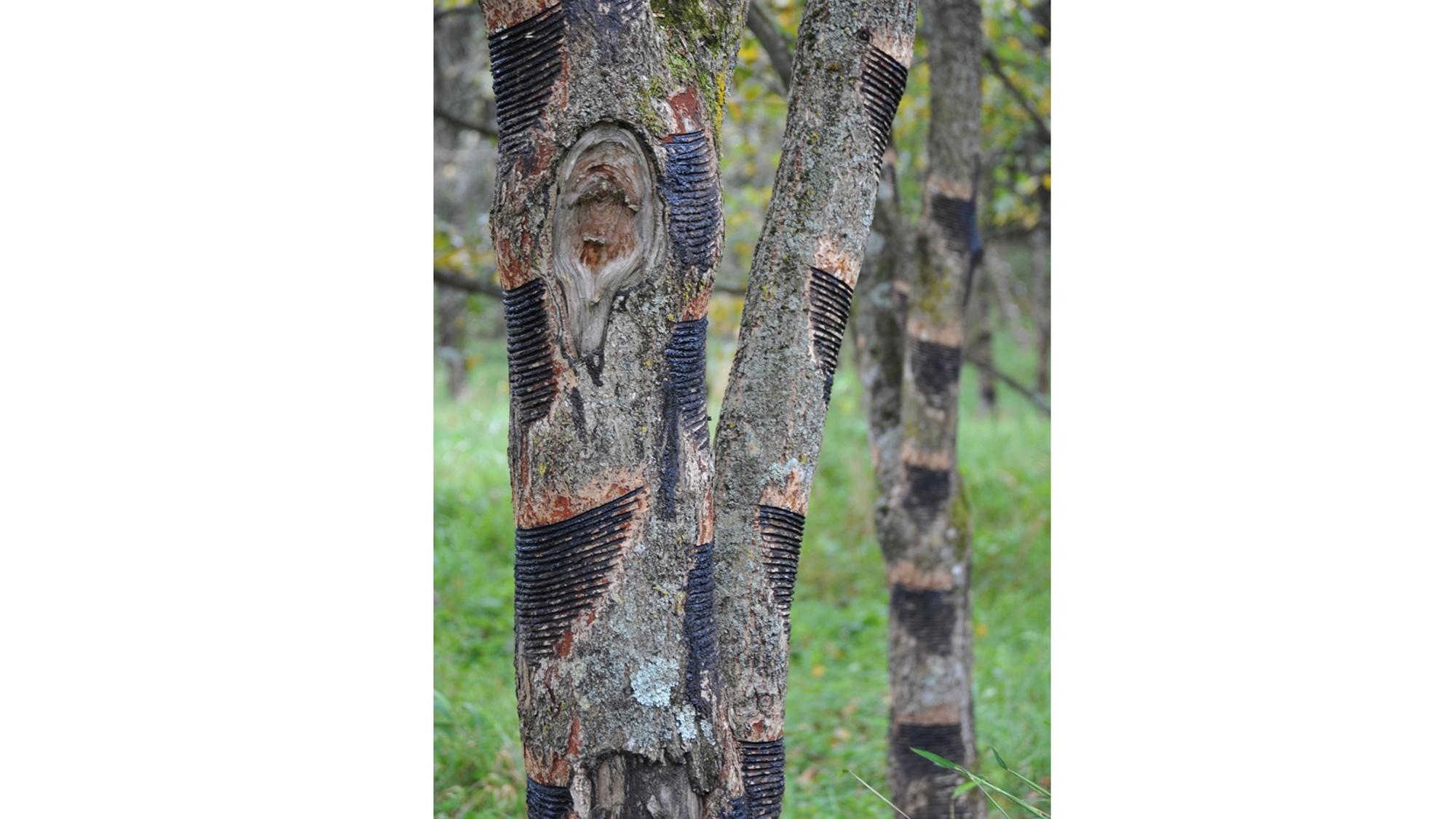 Tendai no Yu Image 3, Ninohe, Japan