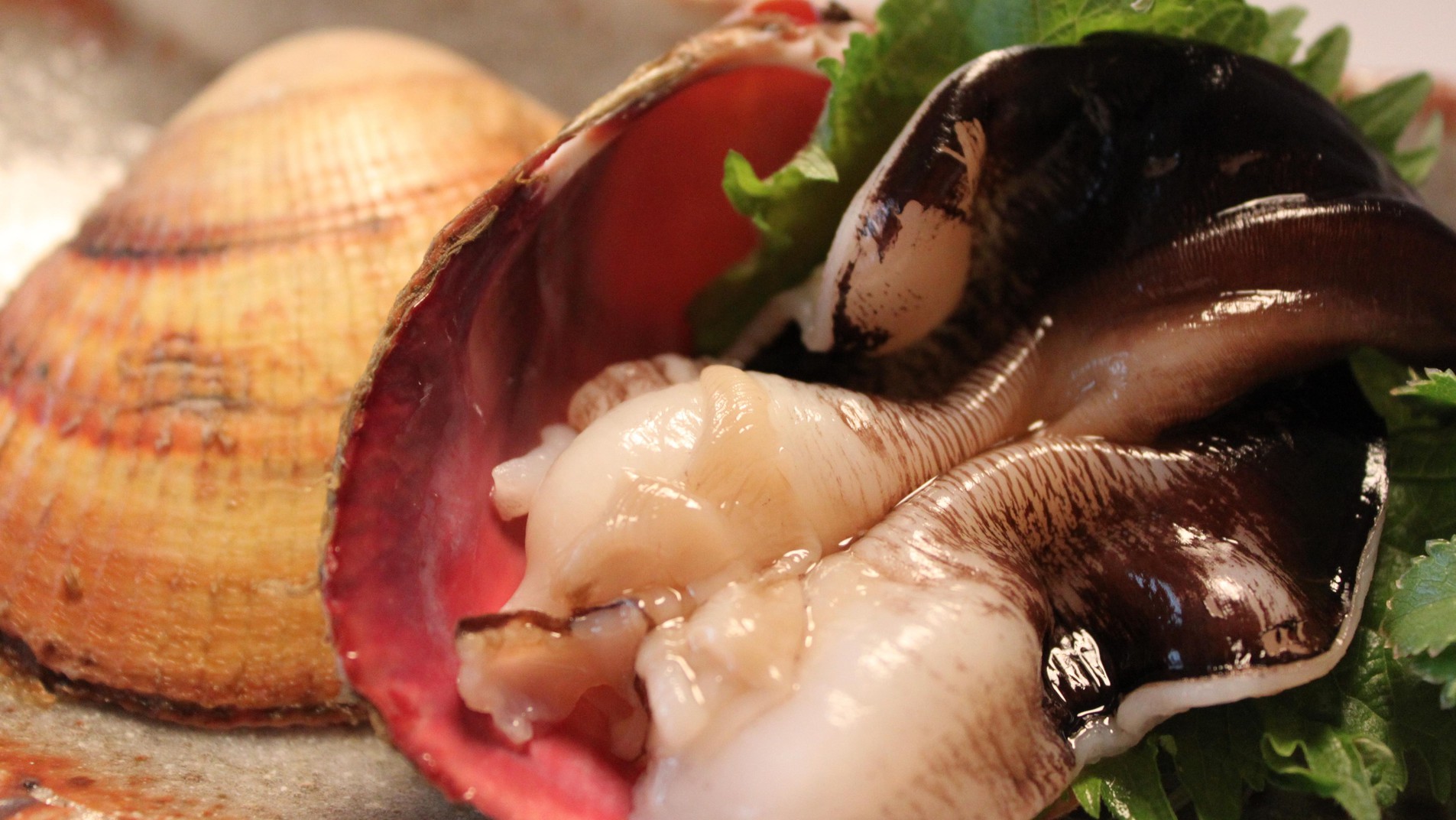 【初夏プラン】「丹後とり貝」は大きさも味も日本一