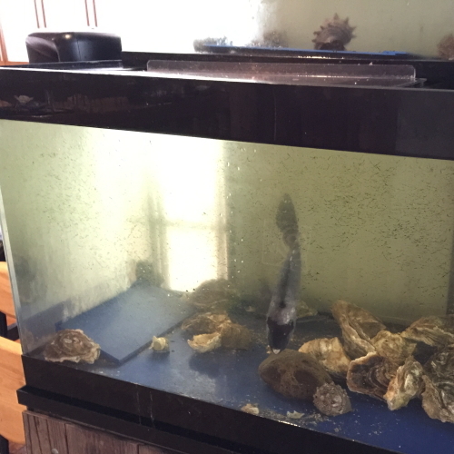 島で獲れた魚はいけすで元気に泳いでます！