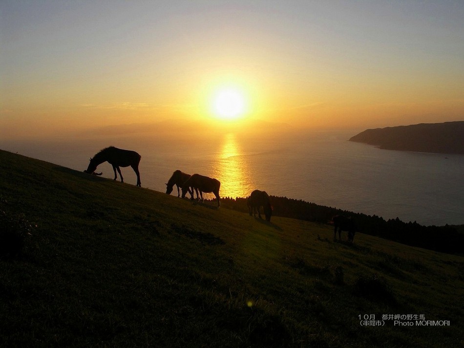 都井岬夕日と馬