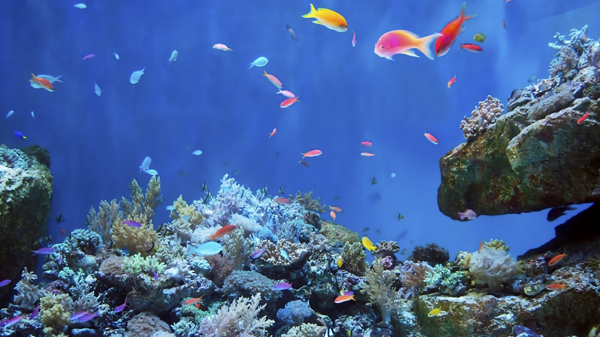 仙台うみの杜水族館（オセアニア）