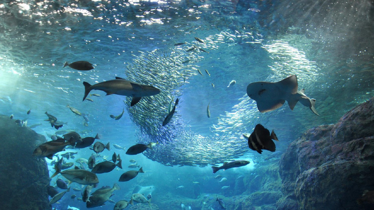 【周辺観光】新江ノ島水族館