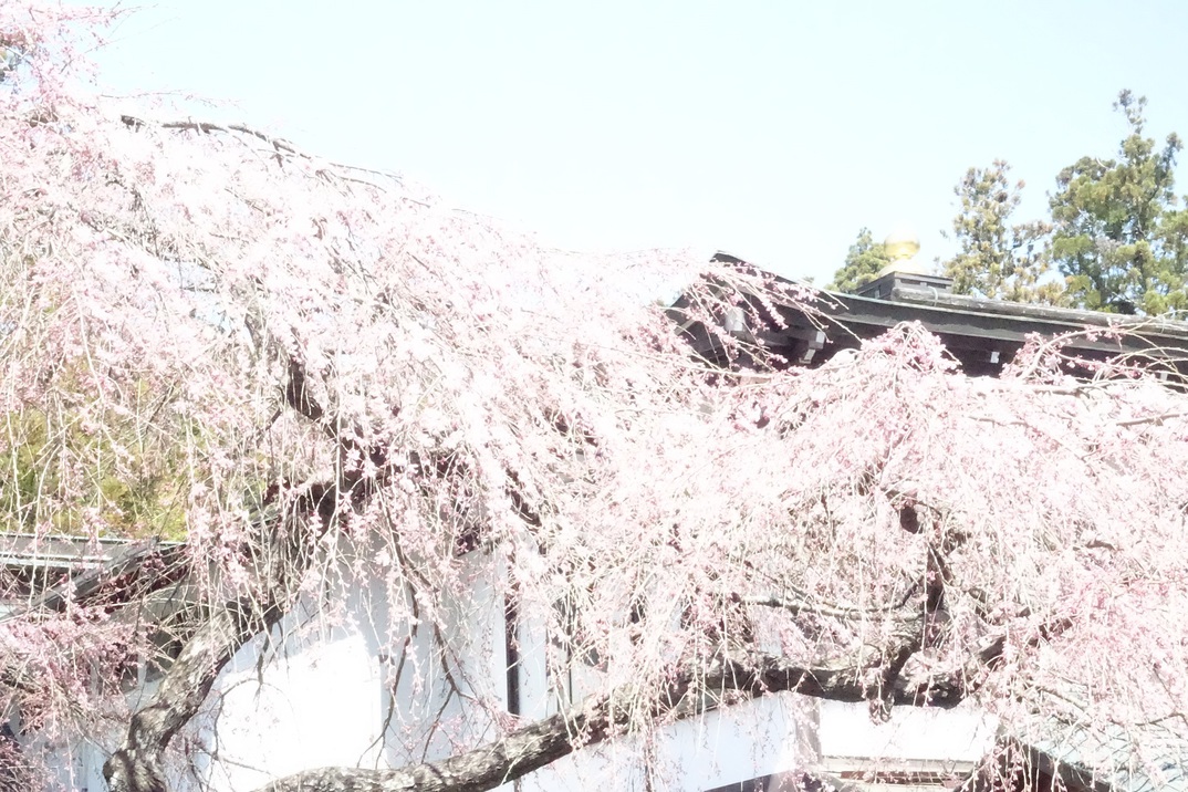 本堂の桜20225