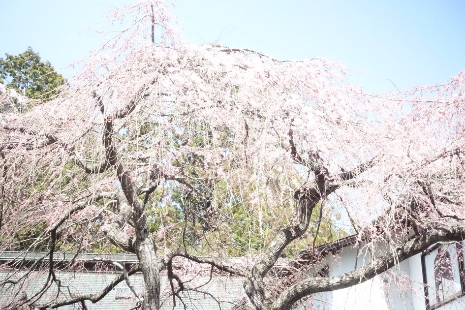 本堂の桜20226
