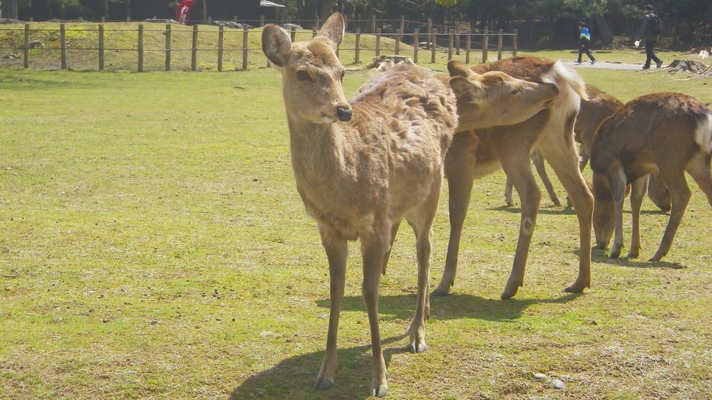 *奈良といえば鹿！当館は鹿のいる奈良公園に隣接しております