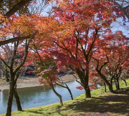 紅葉の季節