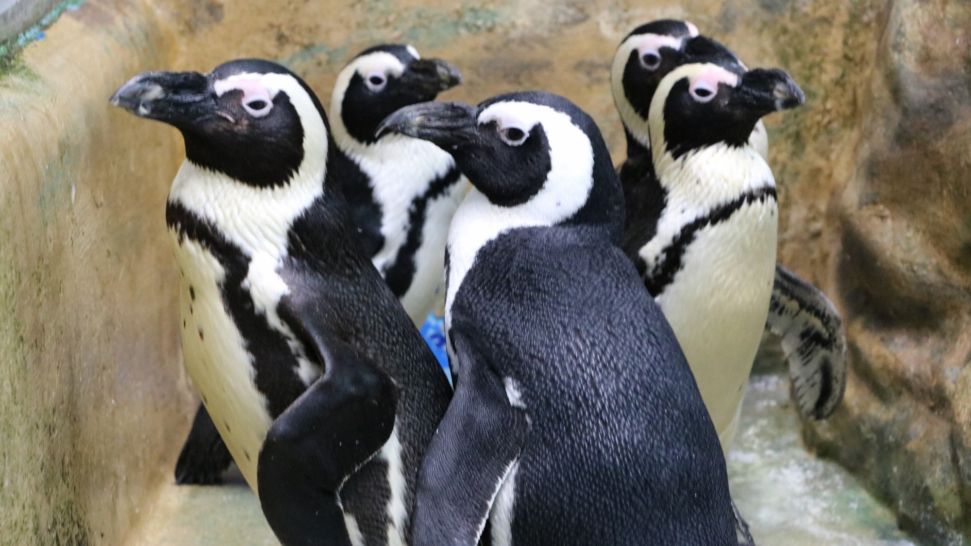 周辺観光サンピアザ水族館ぺんぎん