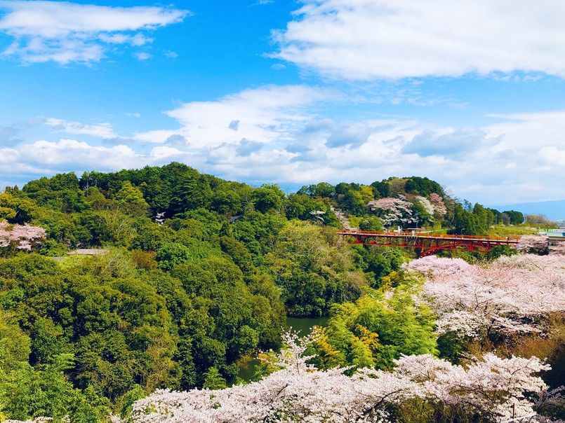 桜景色の中の開運橋