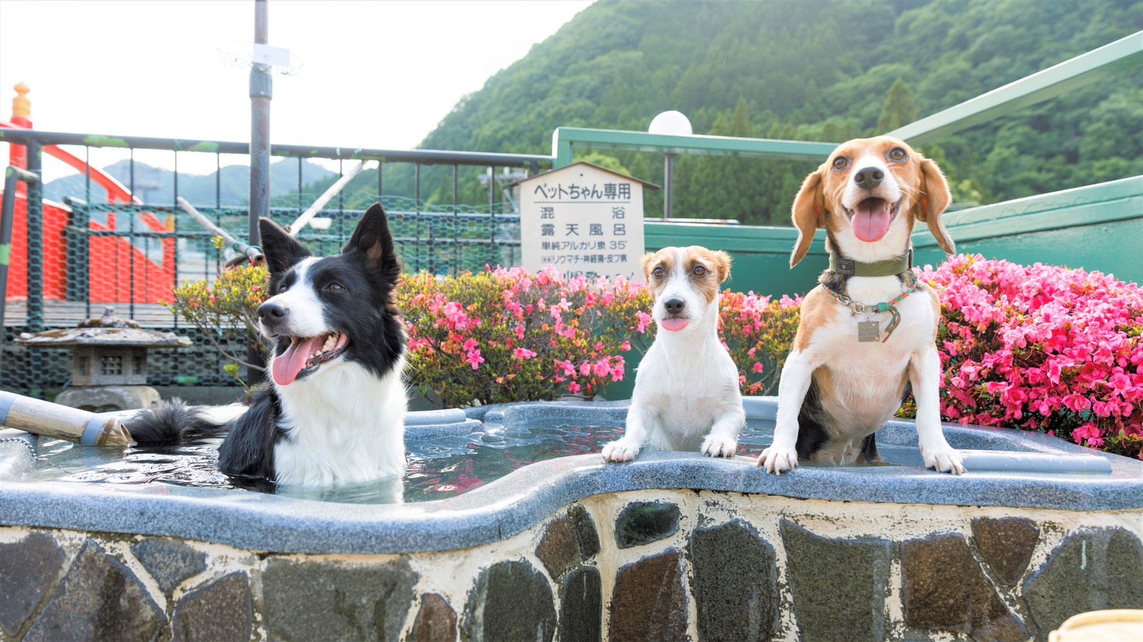 鬼怒川温泉 ペット同室宿泊パイオニアの宿 きぬ川国際ホテルの施設情報 His旅プロ 国内旅行ホテル最安値予約