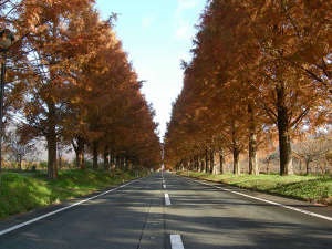 秋のメタセコイヤの並木道