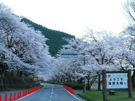 「日本のさくら名所１００選」にも選ばれている海津大崎の桜名所。例年、見頃は４月１０日前後となります。