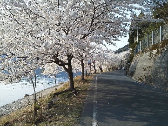 琵琶湖岸4kmにわたって桜のトンネルが続きます。