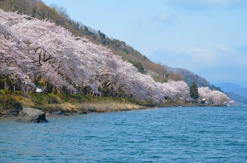 日本のさくら名所１００選海津大崎の桜の通り抜け