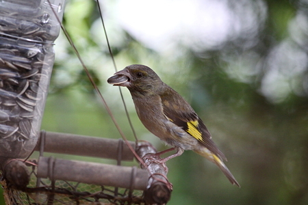 毎朝四時頃になるとカワラヒワ・クロツグミ・コルリの森のシンフォニー、鳥のさえずりで目が覚めます。